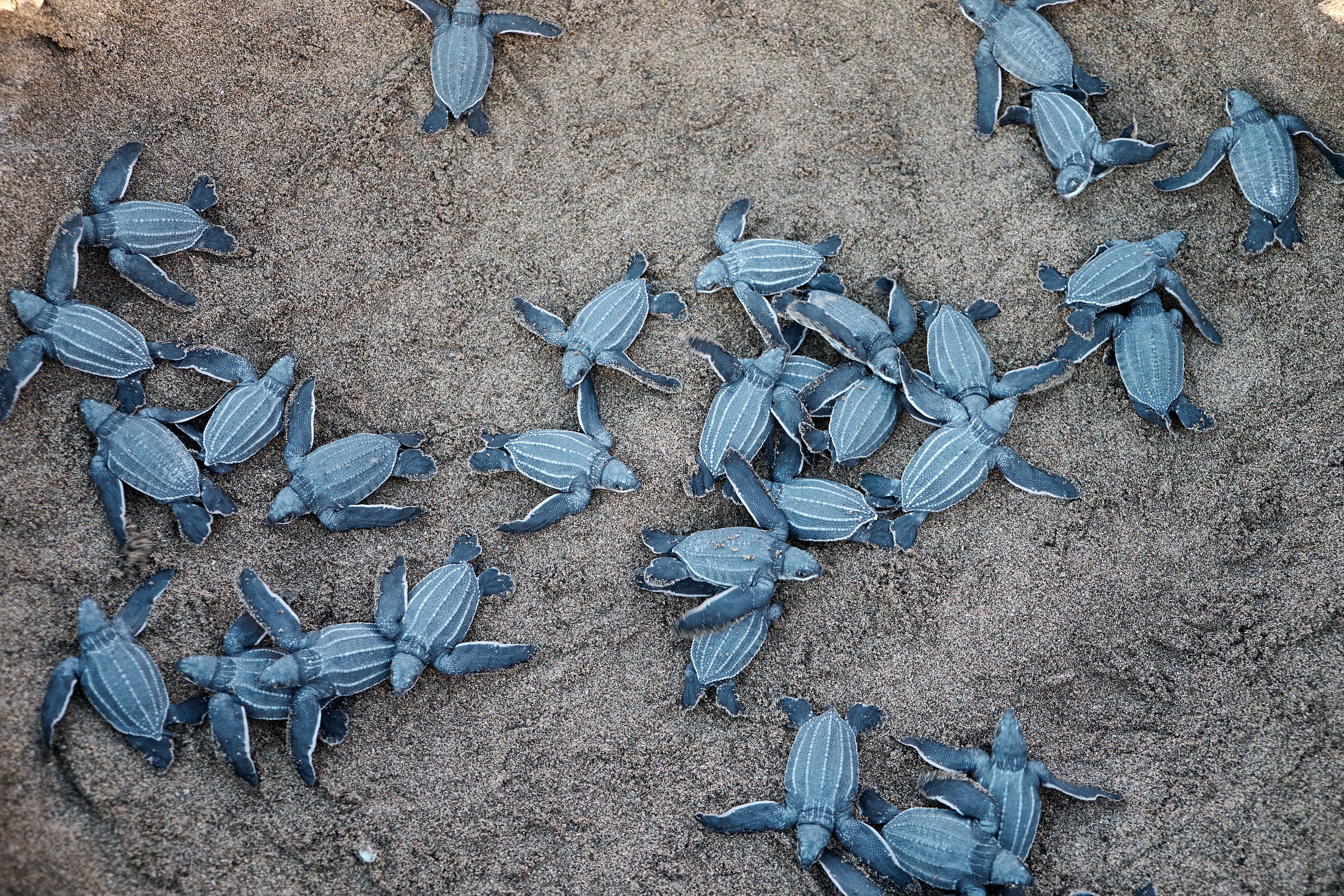 Sea turtles  in  Mayaliah Hotel & Residences by MGallery in Tulum, México.