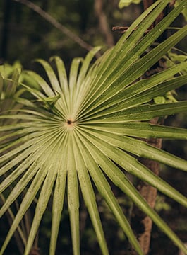 Naturaleza privilegiada en Tulum 101