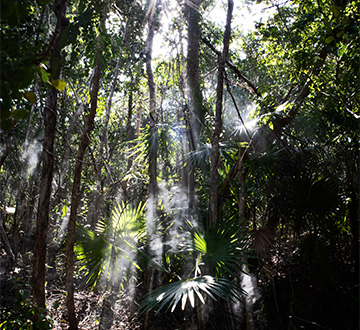 Tulum 101