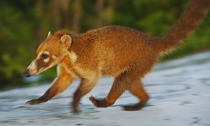 Deleita tu vista conectando con la fauna yucateca en residenciales country