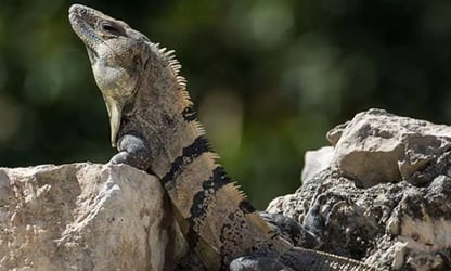 Deleita tu vista conectando con la fauna yucateca en residenciales country