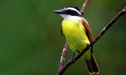 Deleita tu vista conectando con la fauna yucateca en residenciales country