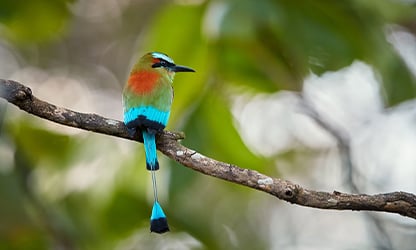 Deleita tu vista conectando con la fauna yucateca en residenciales country