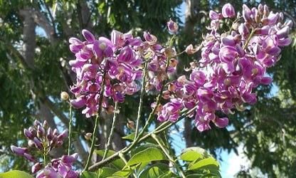 Disfruta de la maravillosa flora en nuestras residenciales country