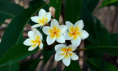 Disfruta de la maravillosa flora en nuestras residenciales country