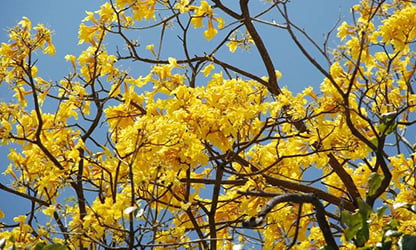 Disfruta de la maravillosa flora en nuestras residenciales country