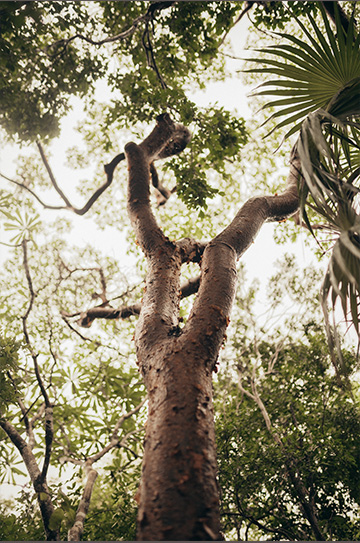 tulum-101-naturaleza